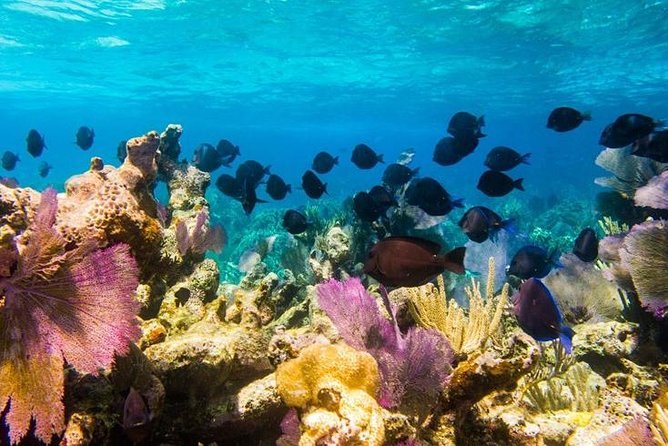 Blue tang swimming over a reef of sea fans and sponges