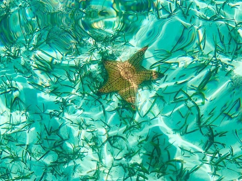 A cushion starfish on a seagrass bed in clear shallow water