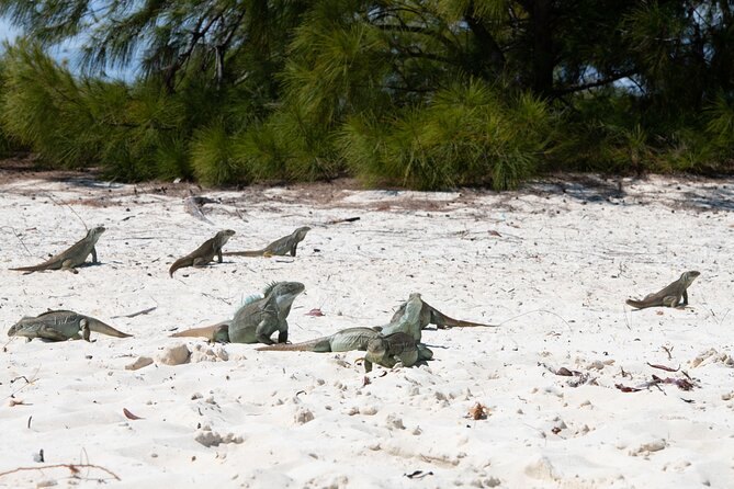 Rock iguanas resting on a white beach below the scrub