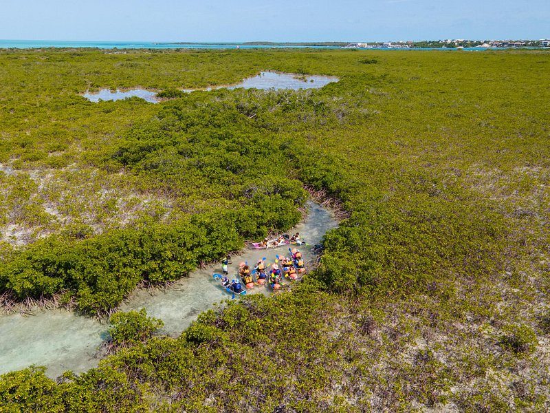 Mangrove channels and green flats seen from the air