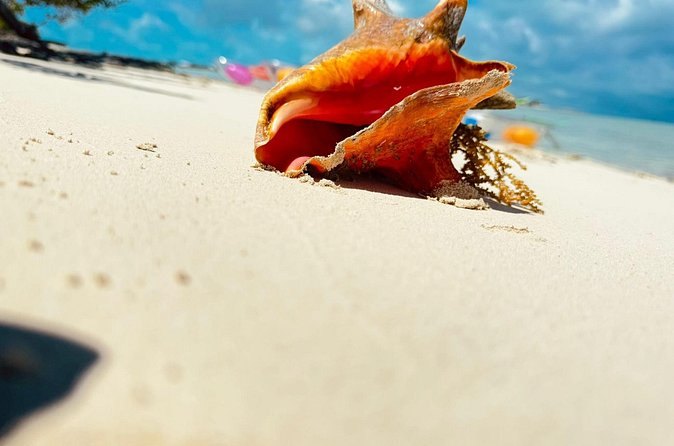 A queen conch shell lying on white sand at the water's edge