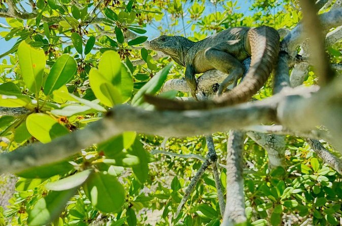 A rock iguana among the scrub on a small cay