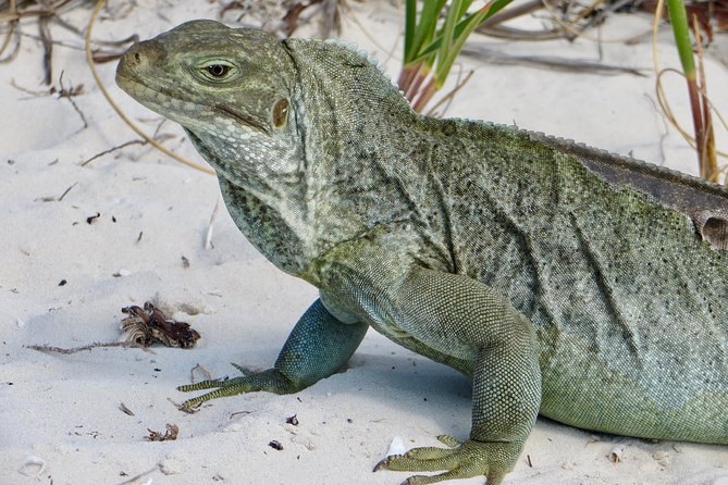 A rock iguana resting on white sand