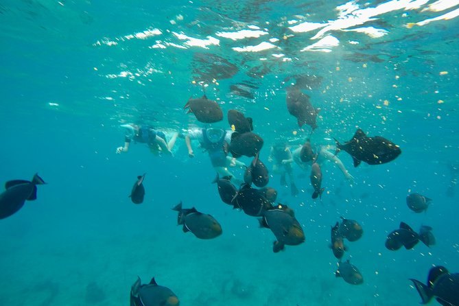 A school of fish around snorkelers under water