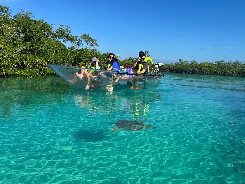A sea turtle in clear mangrove shallows, kayaks in the distance