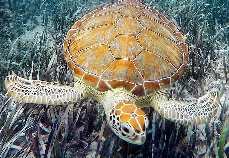A sea turtle resting on a seagrass bed