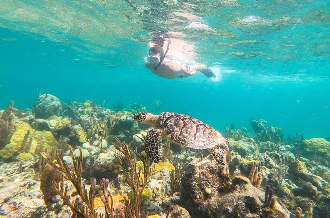A sea turtle over a coral reef, a snorkeler at the surface