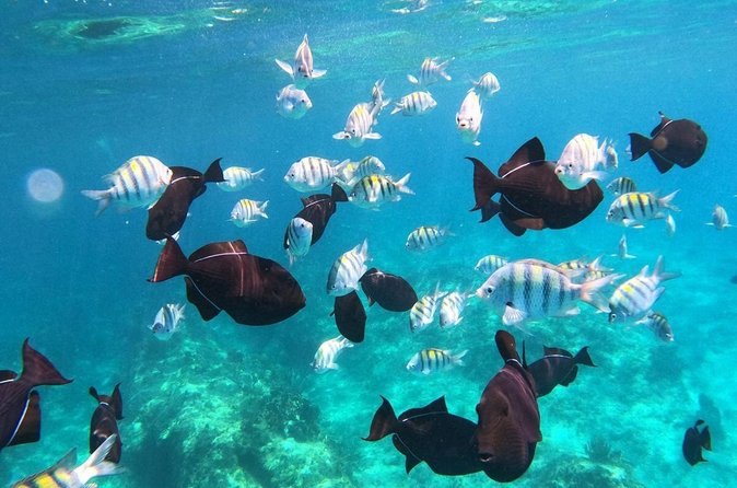 Sergeant majors and blue tang over a reef